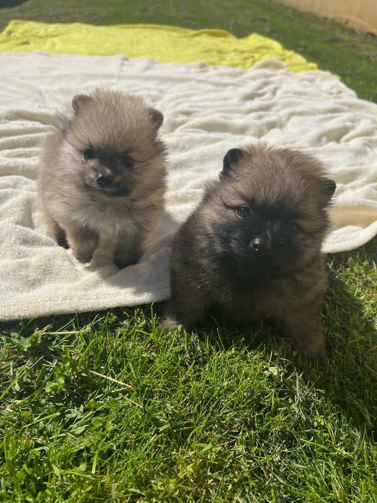 Chiot Spitz allemand au jardin des merveilles