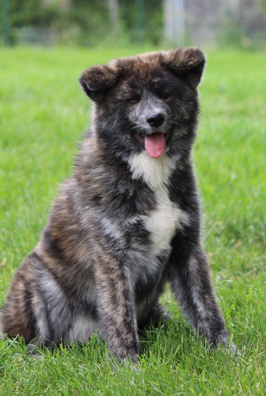 Of shinsen-en - Chiots disponibles - Akita