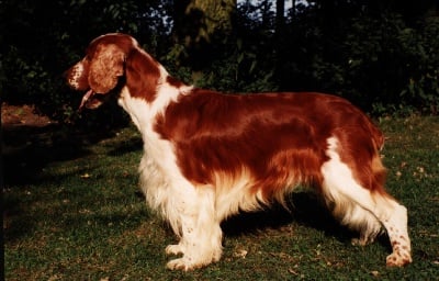 Les welsh springers des Terres Froides feront  partie de l'histoire   