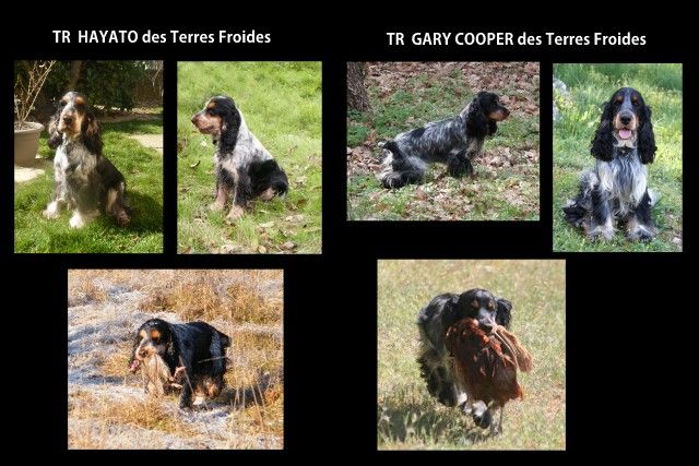 Des terres froides - DES COCKERS BEAUX ET BONS