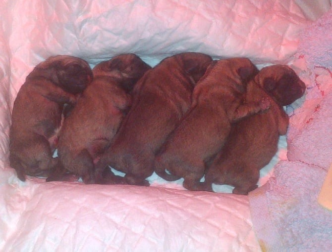 Du Clos des Trois Cerisiers - naissance de 5 beaux chiots 