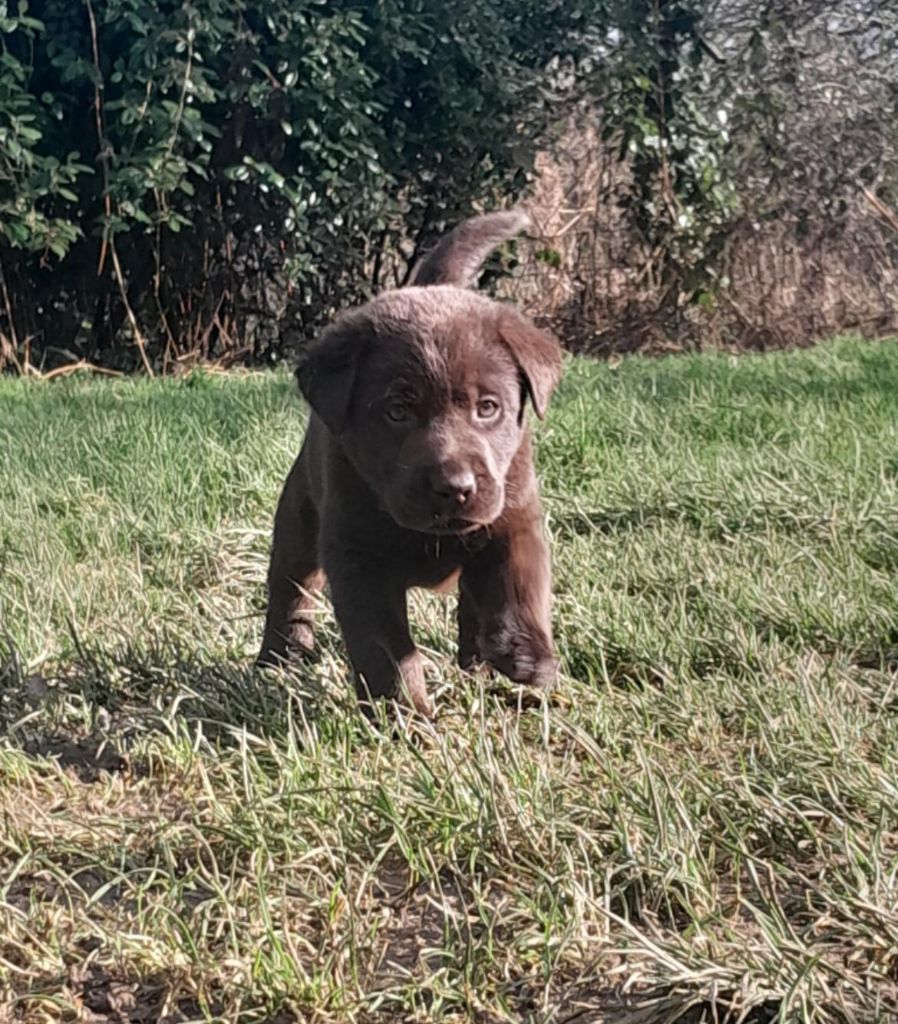 Du Clos des Trois Cerisiers - Chiots disponibles - Labrador Retriever