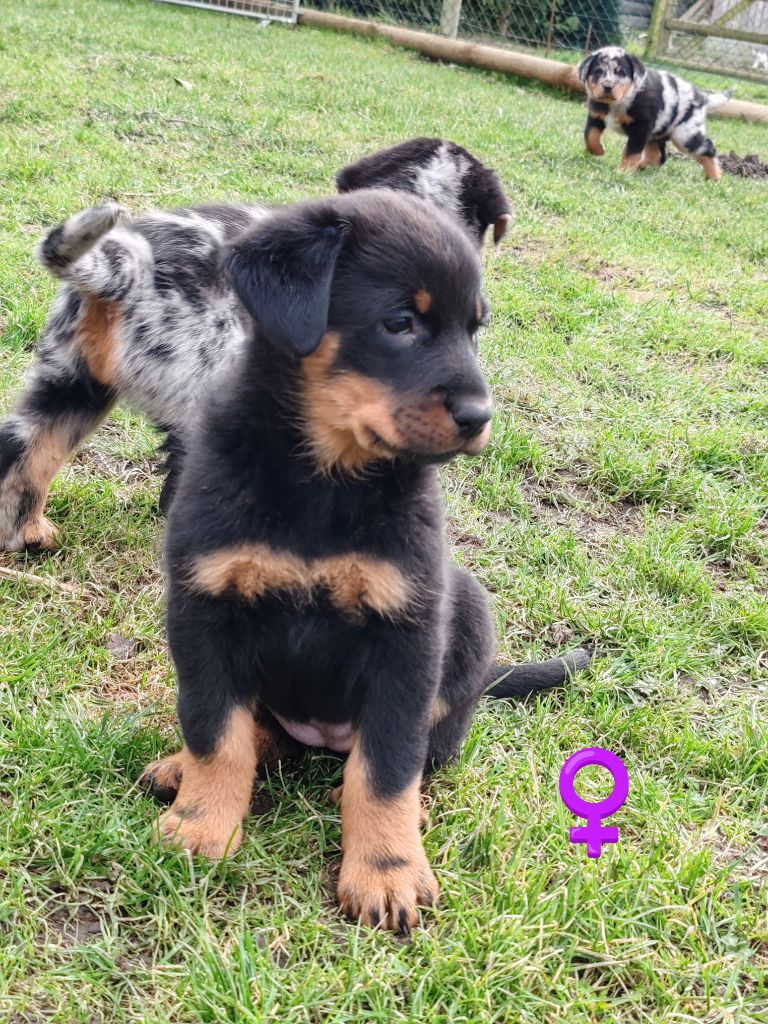 CHIOT femelle noire et feux 