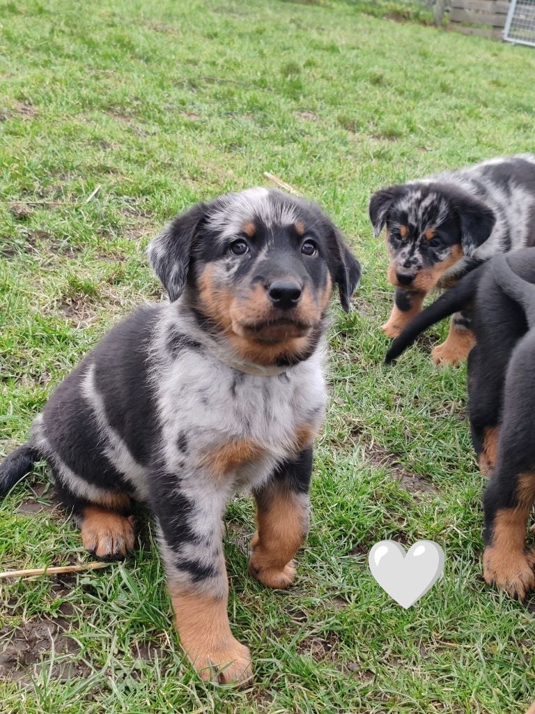 Du Pays D'auge Fleury - Chiots disponibles - Berger de Beauce