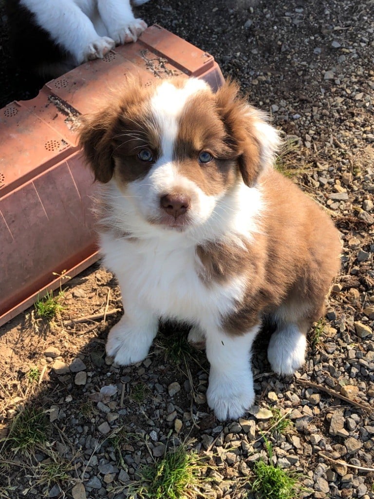 De Masmette - Chiots disponibles - Berger Australien