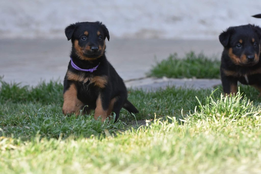 Du jardin d'avril - Chiots disponibles - Berger de Beauce