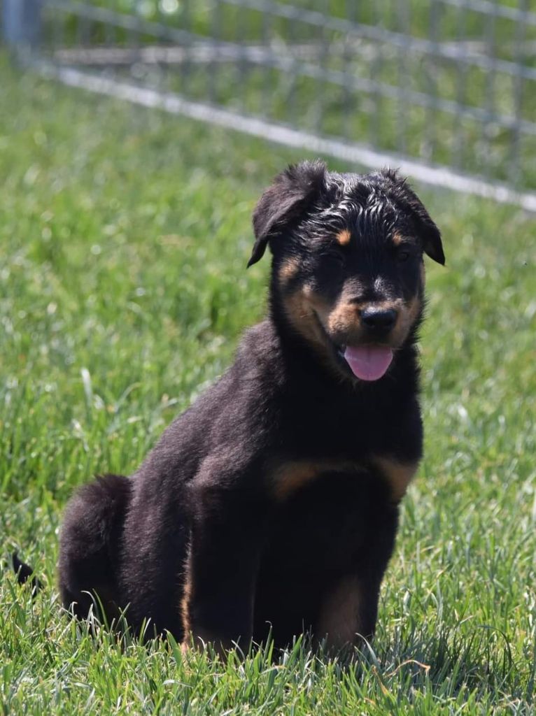 Chiot Berger de Beauce Du jardin d'avril