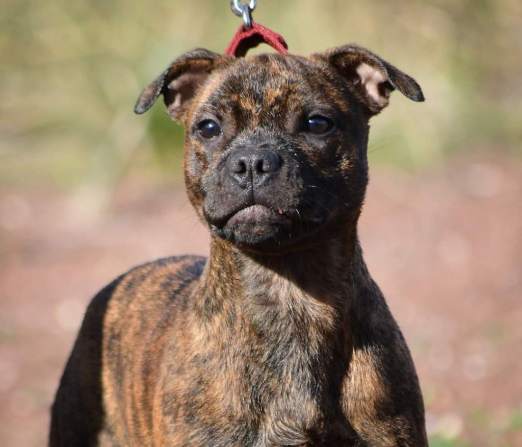 Originale Winds Of Stafford - Chiots disponibles - Staffordshire Bull Terrier