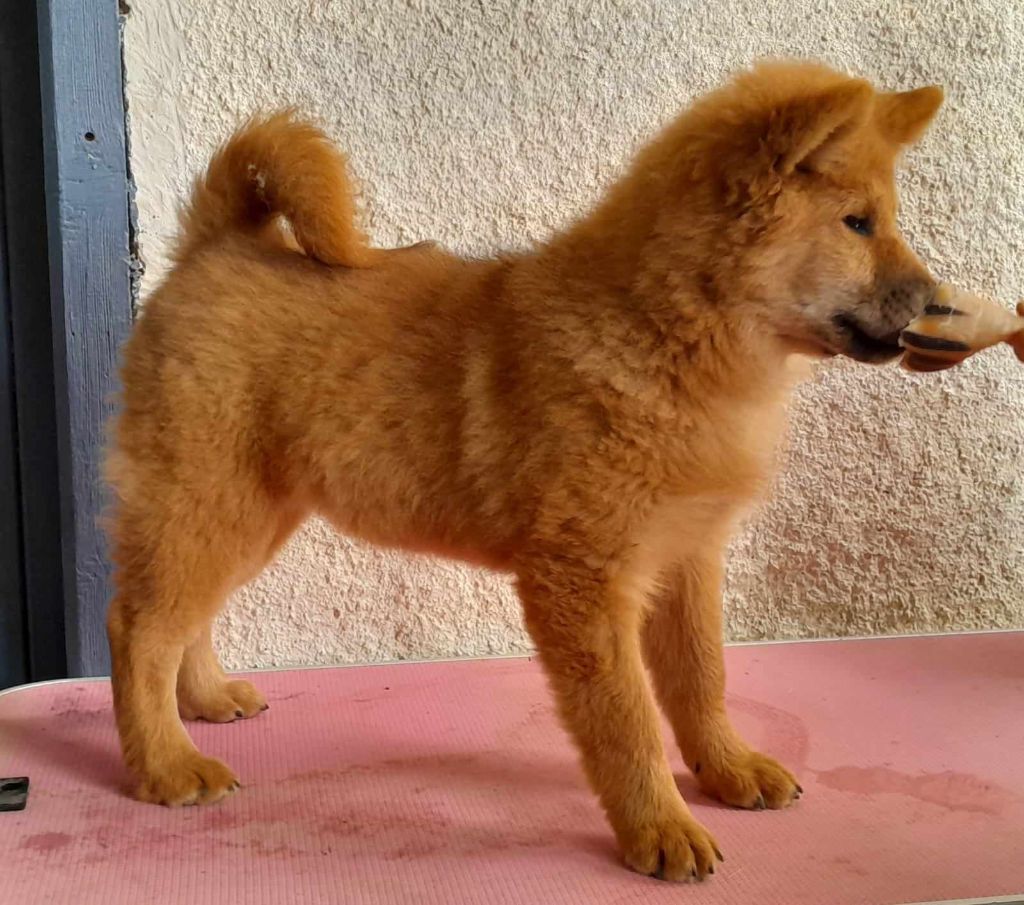 CHIOTS EURASIER