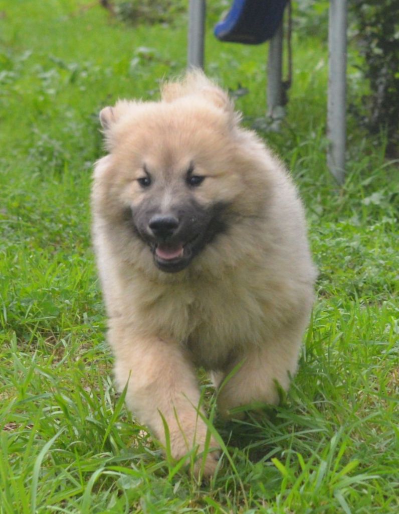 CHIOTS EURASIER