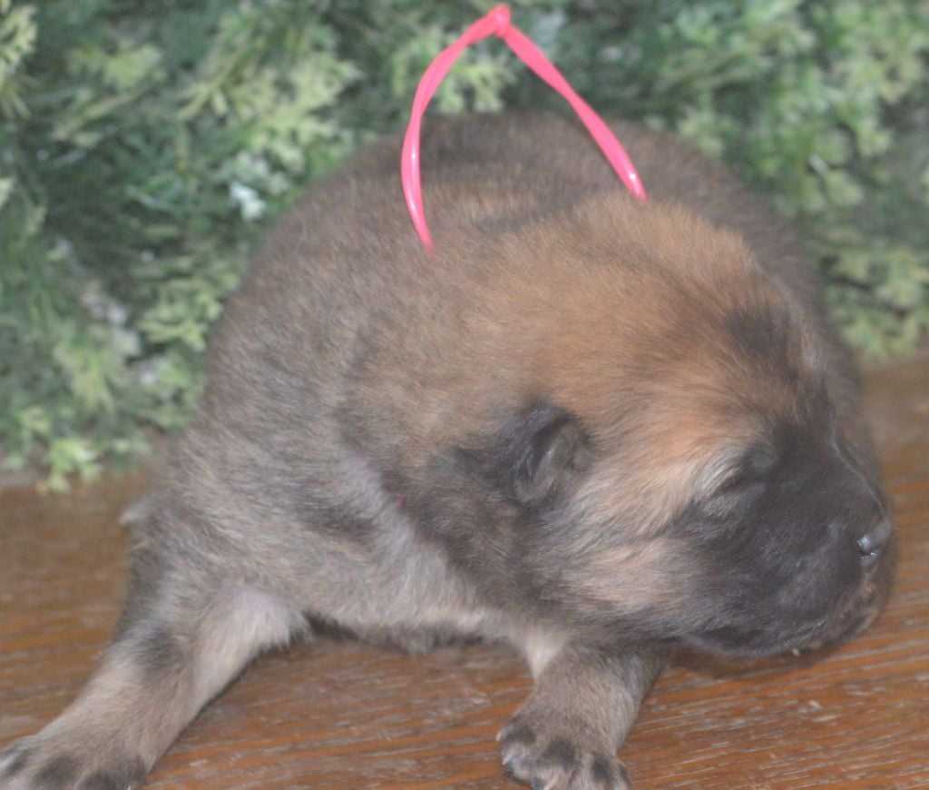 de nibele - Chiots disponibles - Eurasier