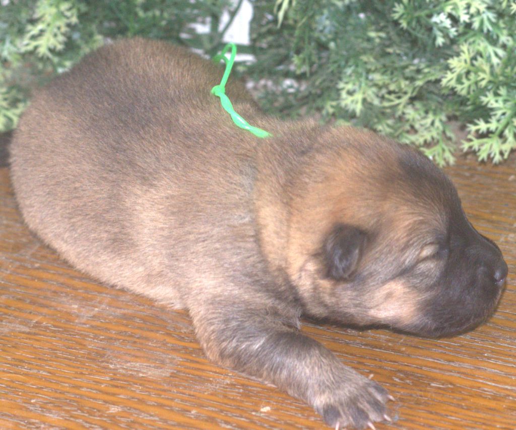 de nibele - Chiots disponibles - Eurasier