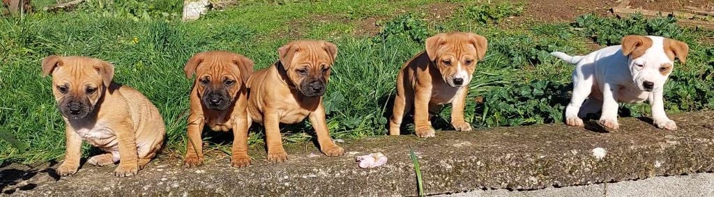 Des Red Dog Staffie Sweet - Staffordshire Bull Terrier - Portée née le 04/10/2023