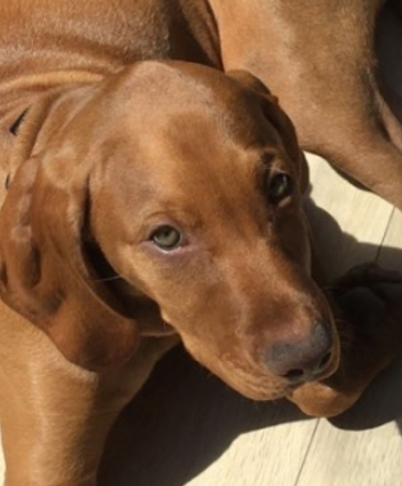 Des Terres De L'Arche - Chiots disponibles - Braque hongrois à poil court (Vizsla)