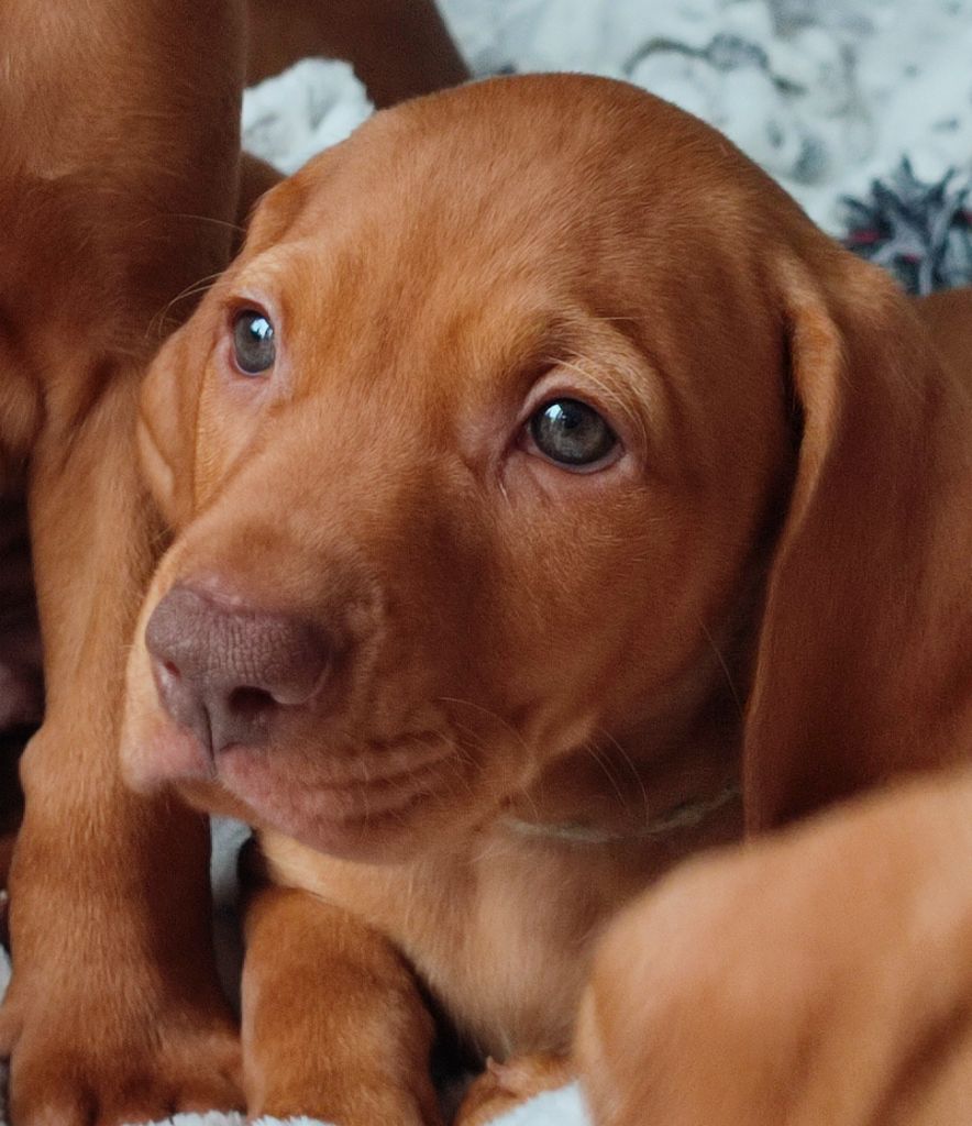 Des Terres De L'Arche - Chiots disponibles - Braque hongrois à poil court (Vizsla)