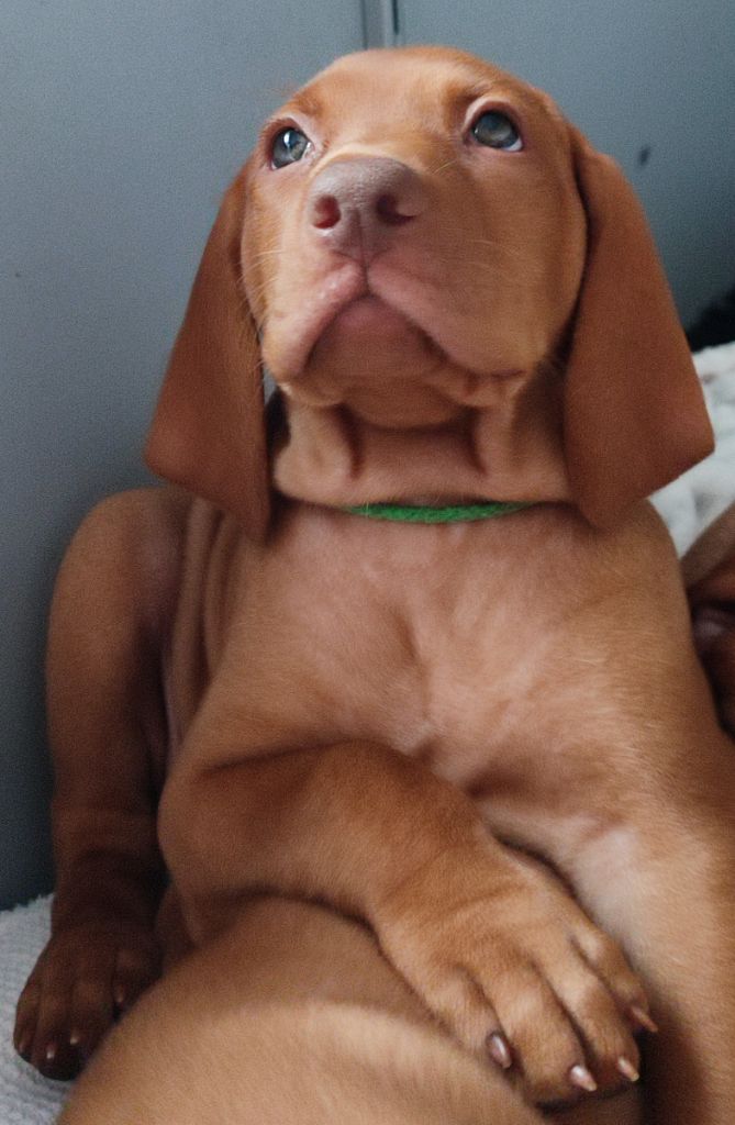 Des Terres De L'Arche - Chiots disponibles - Braque hongrois à poil court (Vizsla)