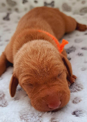 CHIOT orange