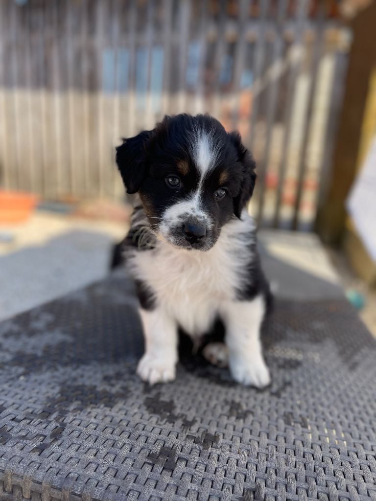 Du Domaine De La Lune Bleue - Chiots disponibles - Berger Australien