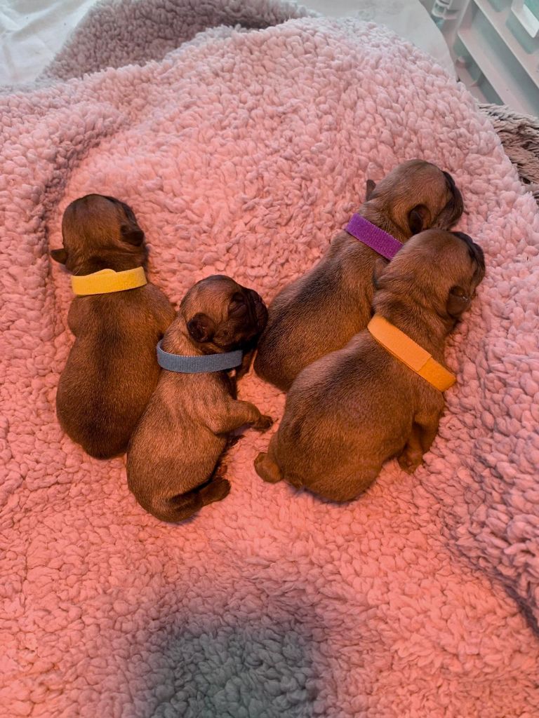 Chiot Bouledogue français Du Domaine De Robnes