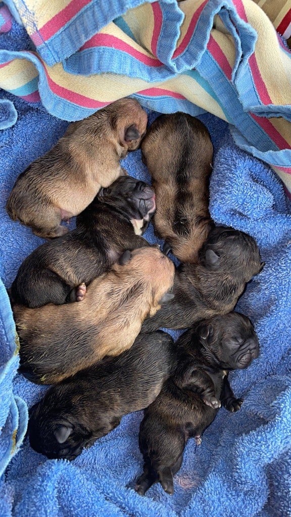 Chiot Bouledogue français Du Clan Des Omatikayas