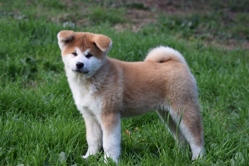 Doragon No Tani Kara - Chiots disponibles - Akita