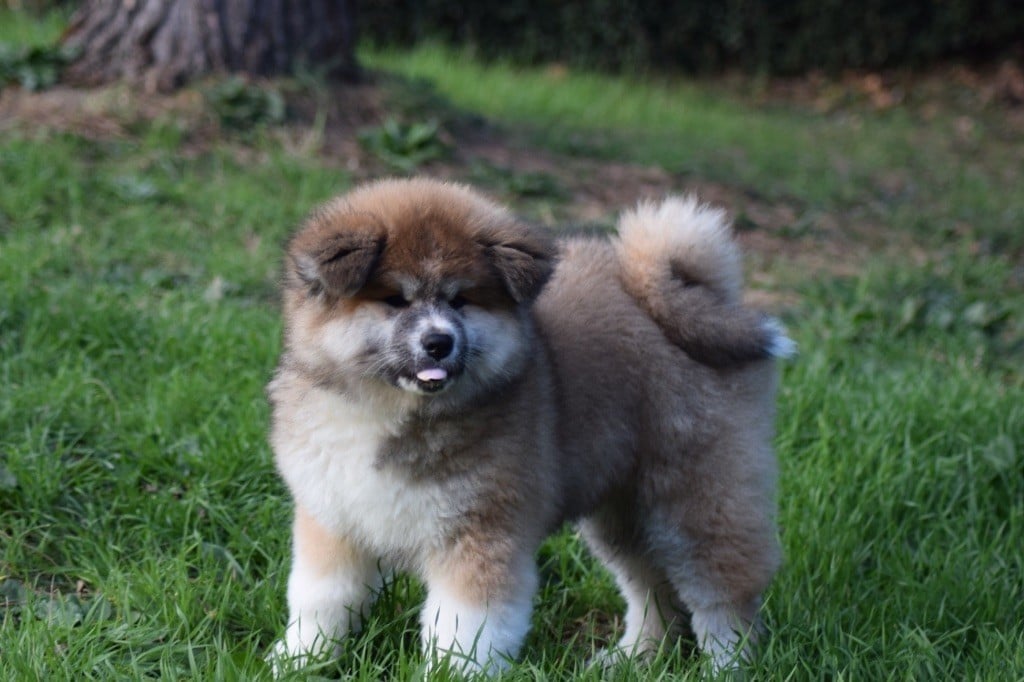 Doragon No Tani Kara - Chiots disponibles - Akita