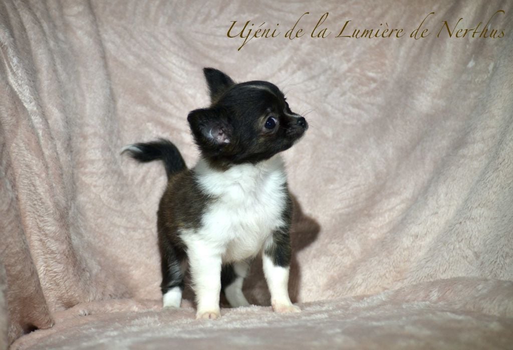 De La Lumière De Nerthus - Chihuahua - Portée née le 28/08/2023