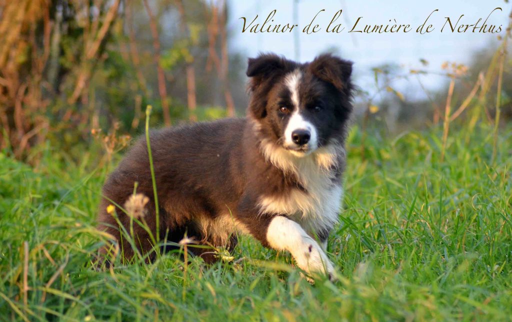 De La Lumière De Nerthus - Border Collie - Portée née le 27/06/2024