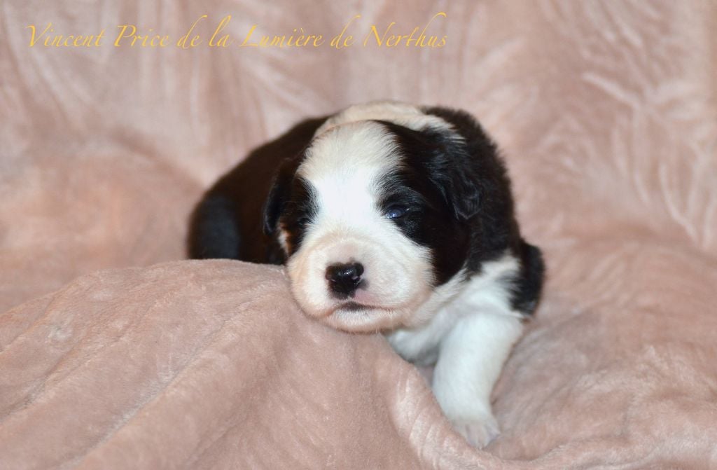 De La Lumière De Nerthus - Border Collie - Portée née le 09/05/2024