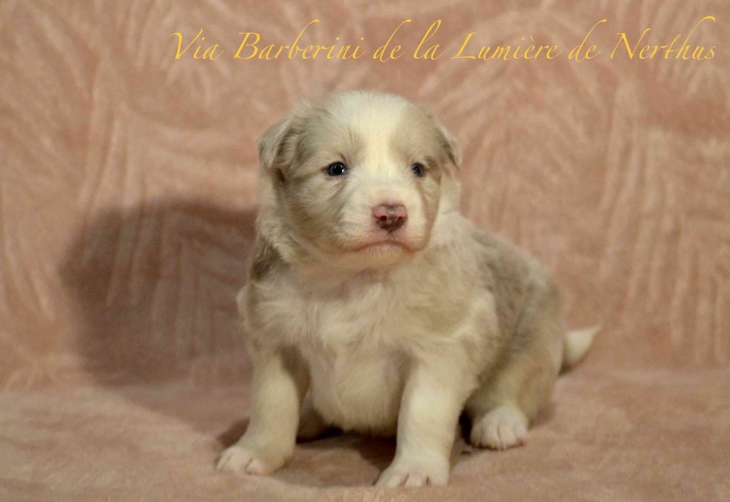 De La Lumière De Nerthus - Border Collie - Portée née le 05/12/2024