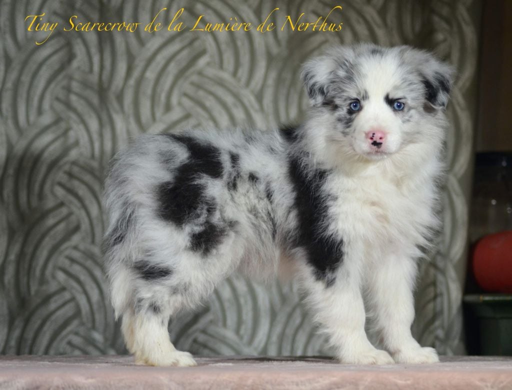 De La Lumière De Nerthus - Border Collie - Portée née le 27/10/2022