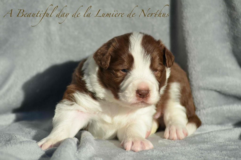 De La Lumière De Nerthus - Chiots disponibles - Border Collie