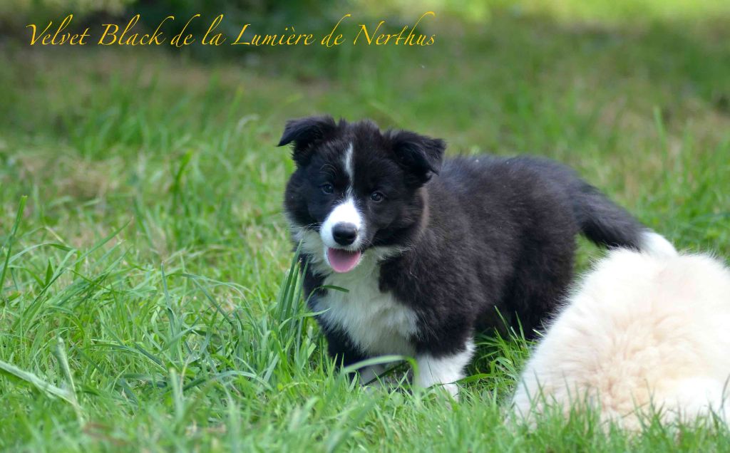 De La Lumière De Nerthus - Border Collie - Portée née le 16/06/2024