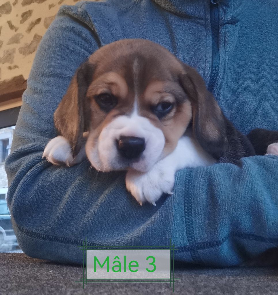 Du Domaine Des Beagles - Chiots disponibles - Beagle