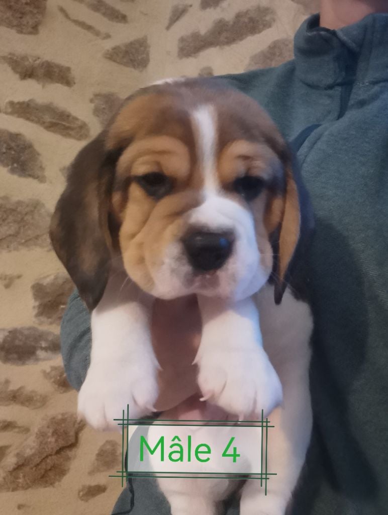 Du Domaine Des Beagles - Chiots disponibles - Beagle