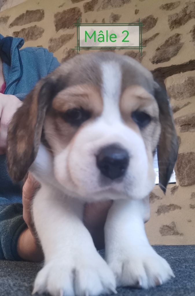 Du Domaine Des Beagles - Chiots disponibles - Beagle