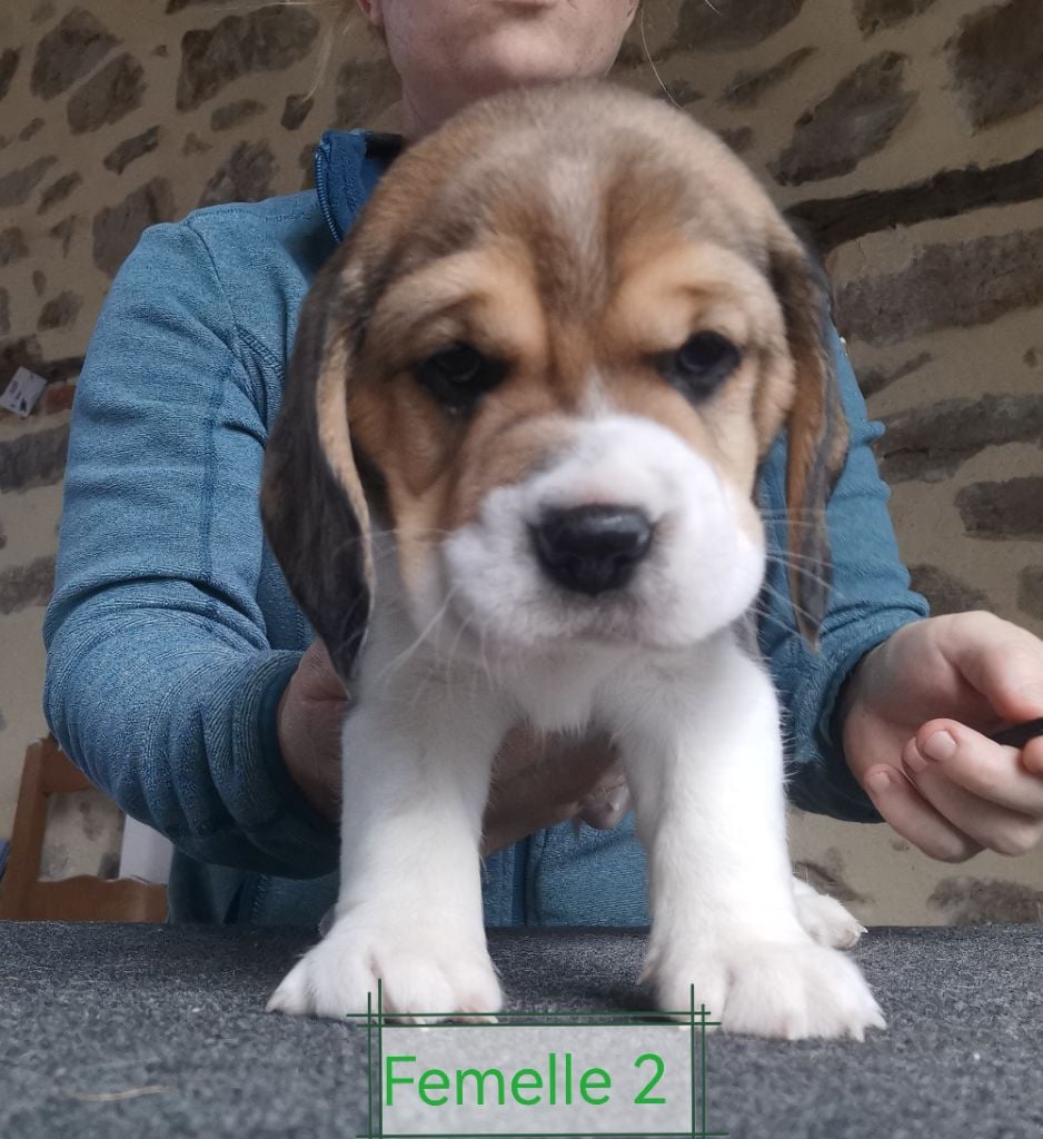 Du Domaine Des Beagles - Chiots disponibles - Beagle