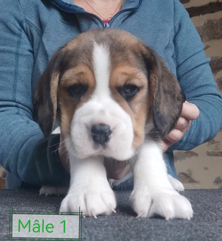 Du Domaine Des Beagles - Chiots disponibles - Beagle