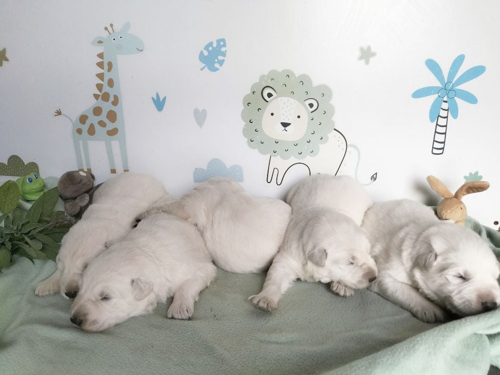 Chiot Berger Blanc Suisse de l'Aube des Hortensias