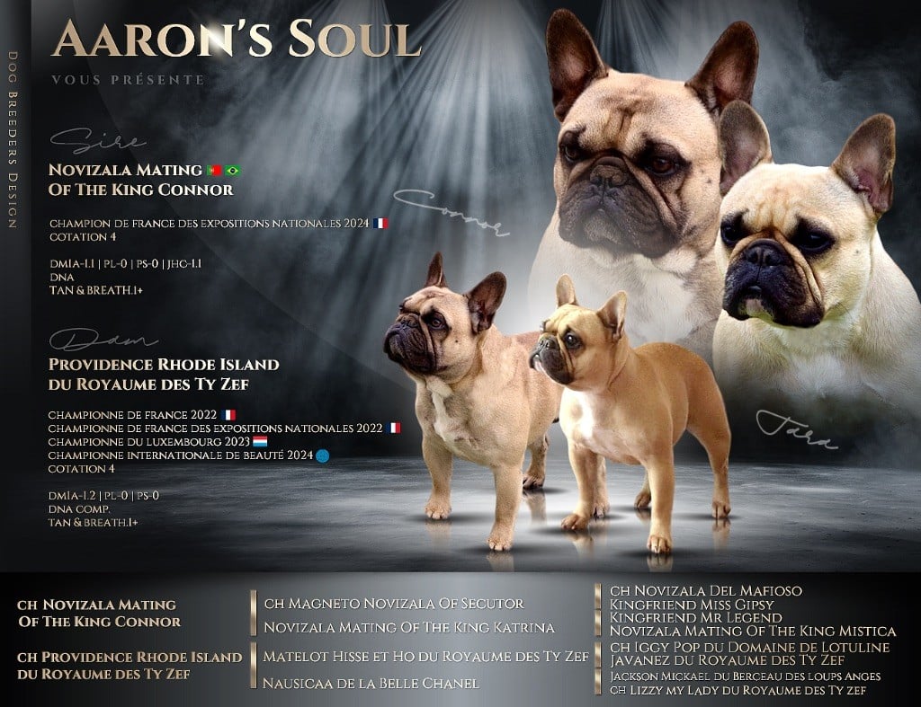 Aaron's Soul - Bouledogue français - Portée née le 02/05/2024