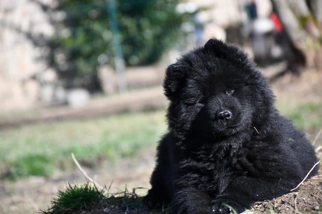 Du Domaine D'Alvheim - Chiots disponibles - Eurasier