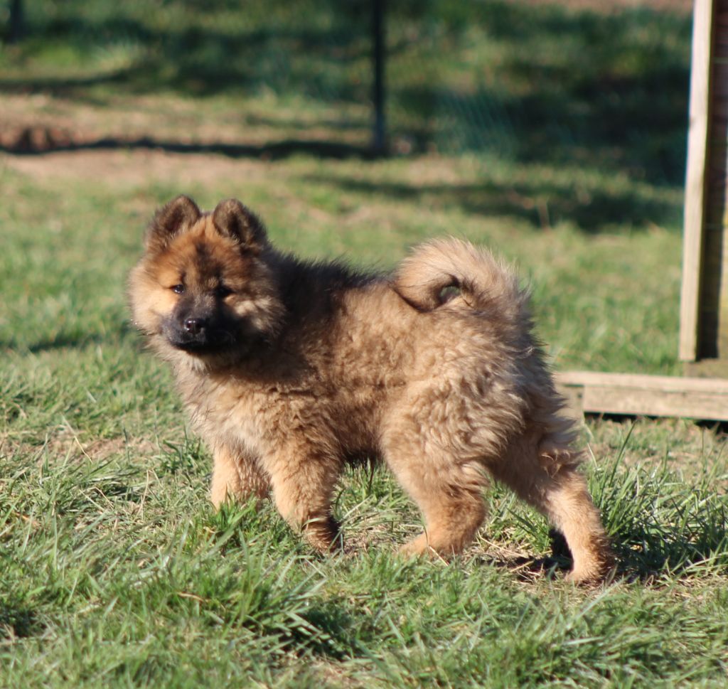 Du Domaine D'Alvheim - Chiots disponibles - Eurasier