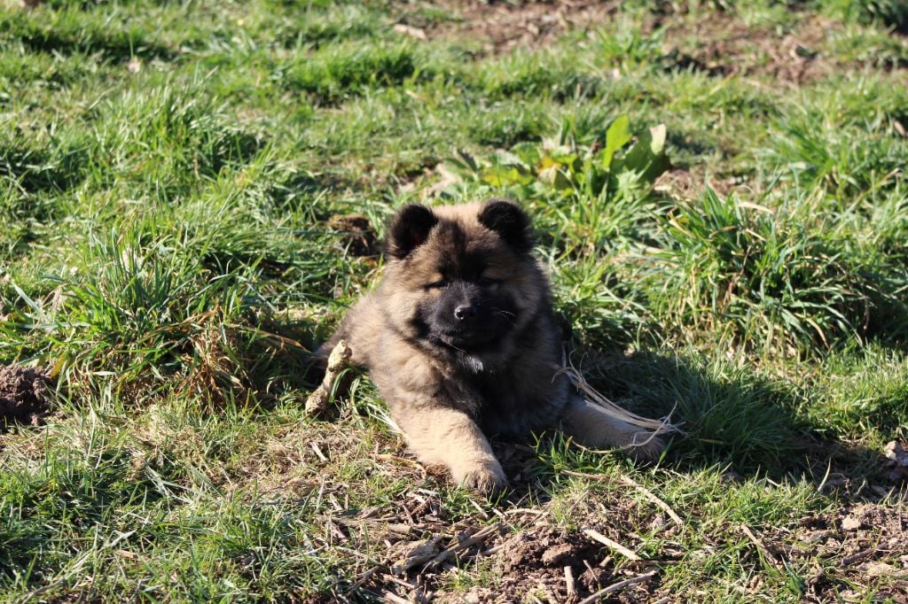 Du Domaine D'Alvheim - Chiots disponibles - Eurasier