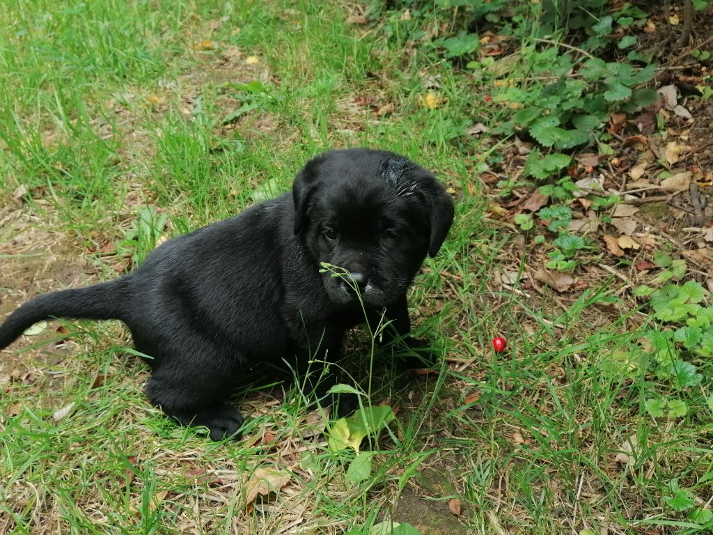 De La Mare Au Tilleul - Chiots disponibles - Labrador Retriever