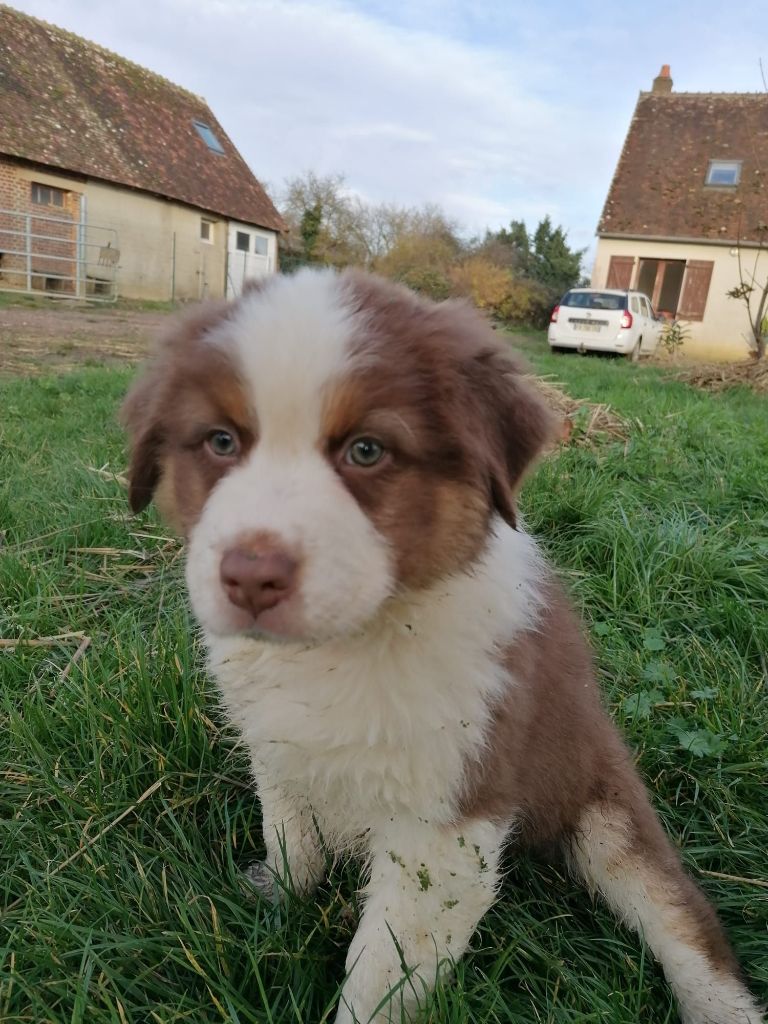 De La Mare Au Tilleul - Chiots disponibles - Berger Australien