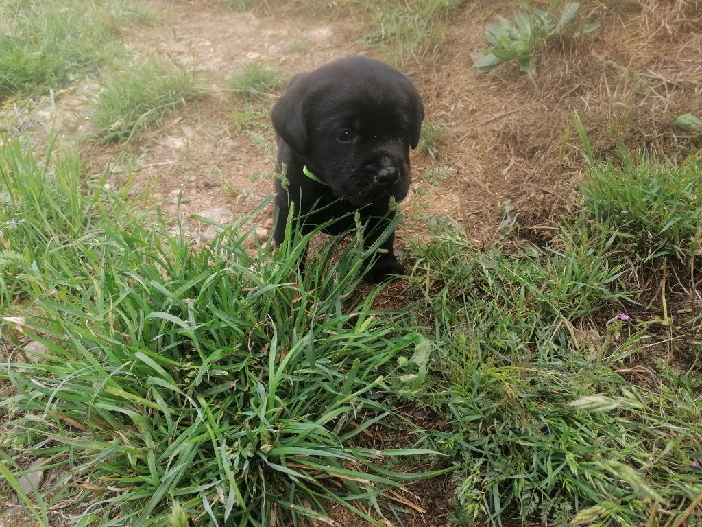 De La Mare Au Tilleul - Chiots disponibles - Labrador Retriever