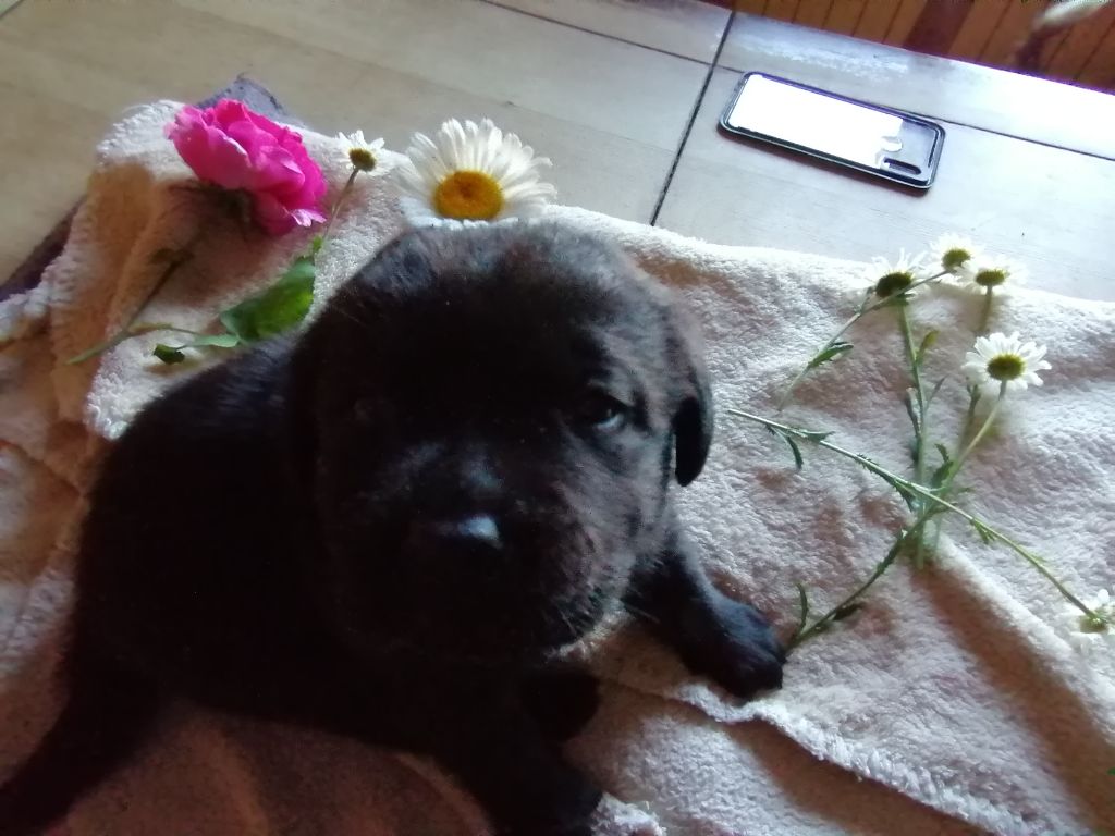 De La Mare Au Tilleul - Chiots disponibles - Labrador Retriever