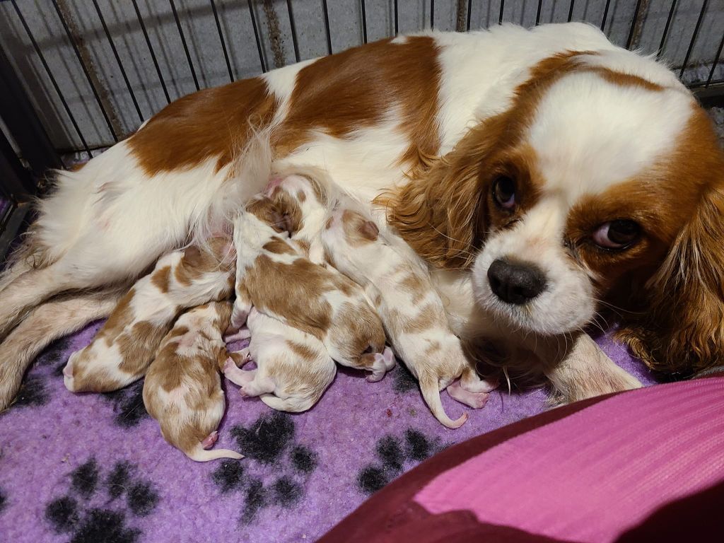 Des Perles Du Phénix - Cavalier King Charles Spaniel - Portée née le 18/11/2023