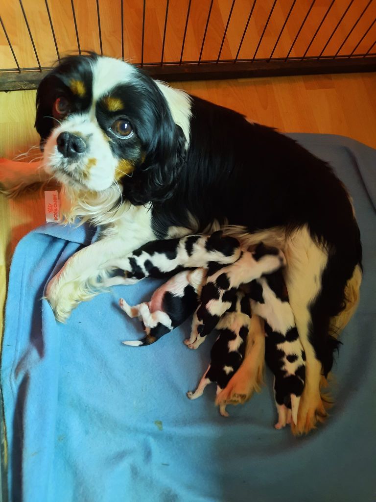 Des Perles Du Phénix - Cavalier King Charles Spaniel - Portée née le 02/04/2023