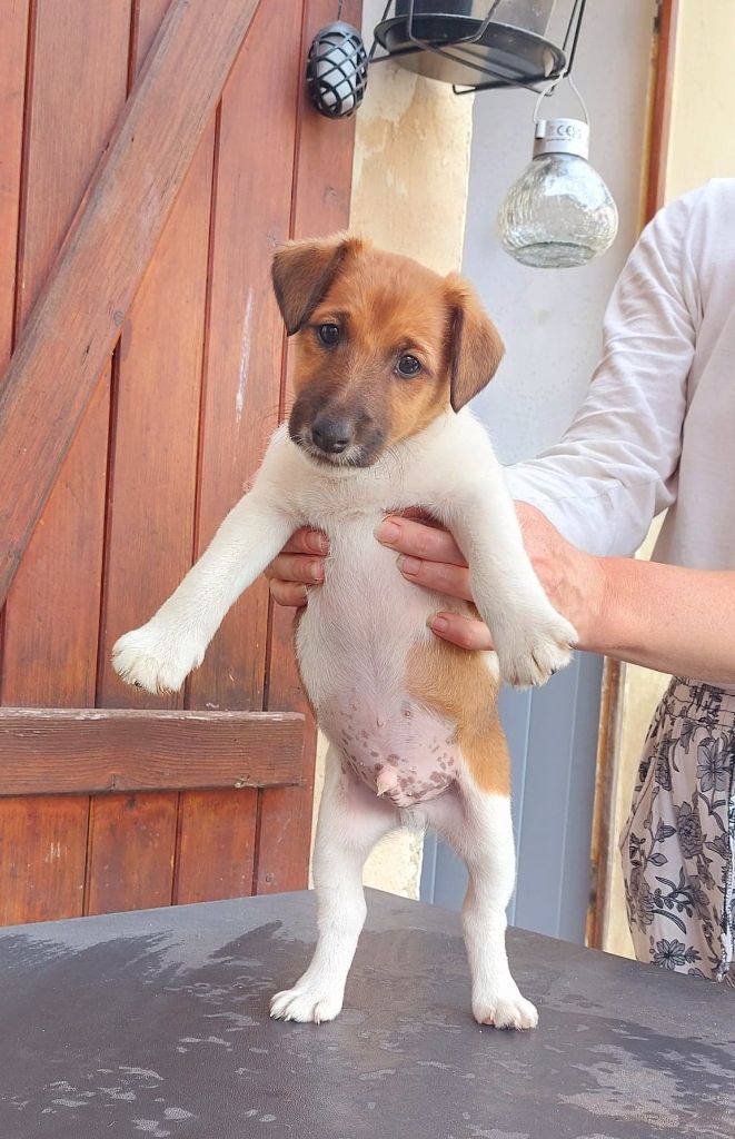 de la Vallee de Buire - Fox Terrier Poil lisse - Portée née le 08/05/2022